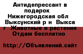 Антидепрессант в подарок! - Нижегородская обл., Выксунский р-н, Выкса г. Животные и растения » Отдам бесплатно   